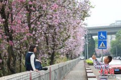 广西柳州变“紫荆花城” 引民众“花式”赏花